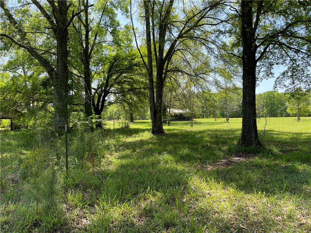 Hanging Moss Lane, Ponchatoula, Louisiana image 3