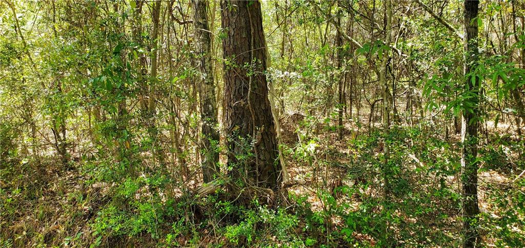 81081 L Crawford Road, Bush, Louisiana image 6