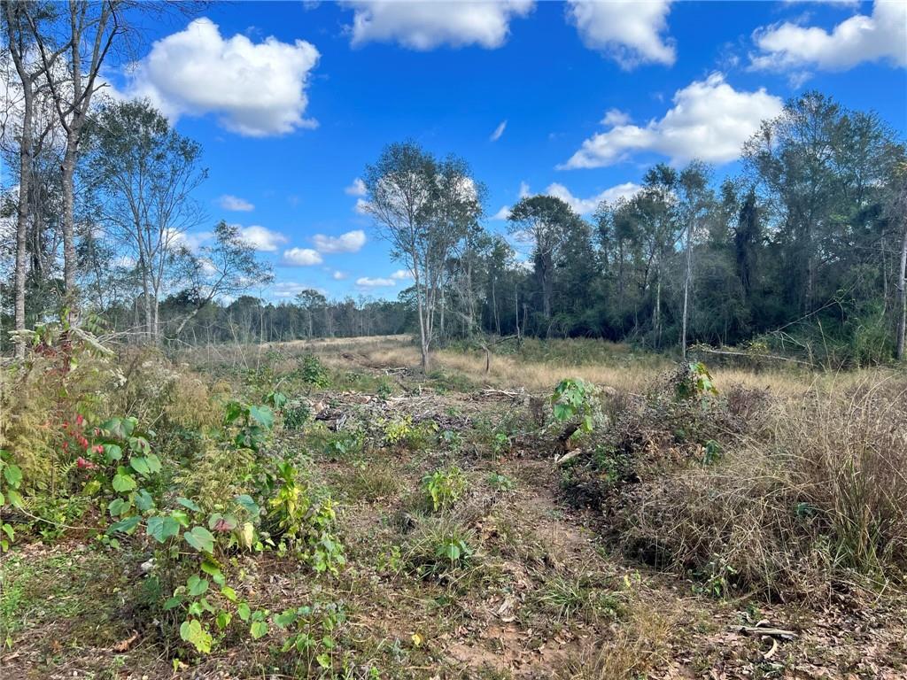 232 Acres Chess Bankston Road, Franklinton, Louisiana image 9