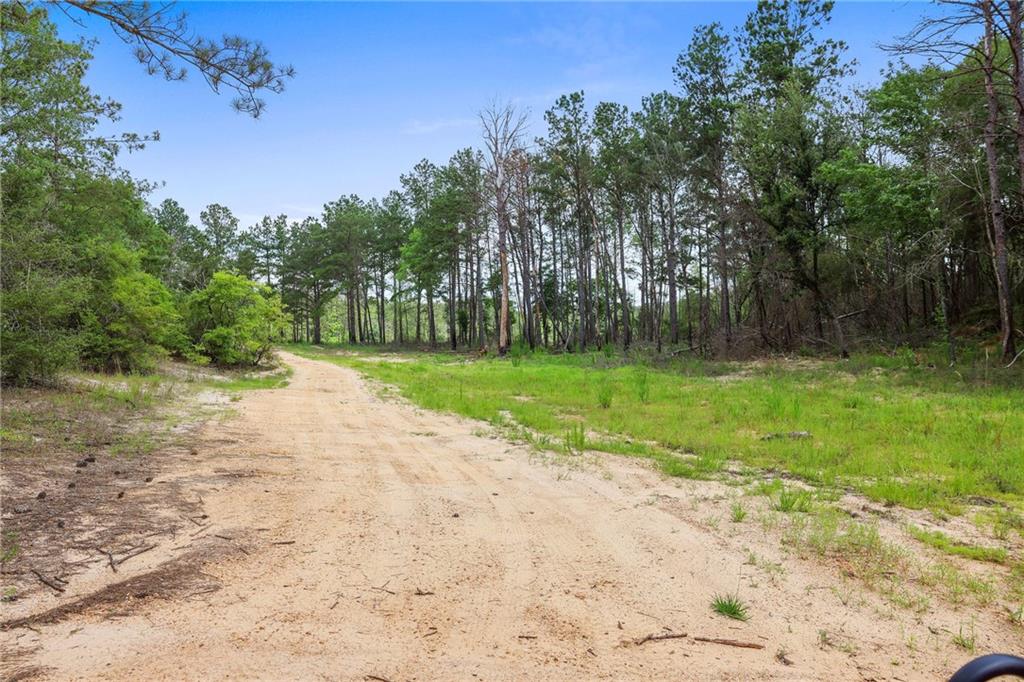 Ogden Lane, Amite, Louisiana image 6