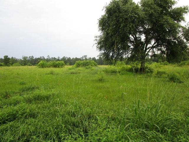 Fielder Lane, Pearl River, Louisiana image 10