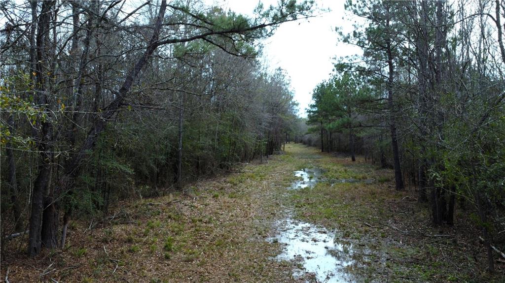 198 Acres Gloria Road, Amite, Louisiana image 3