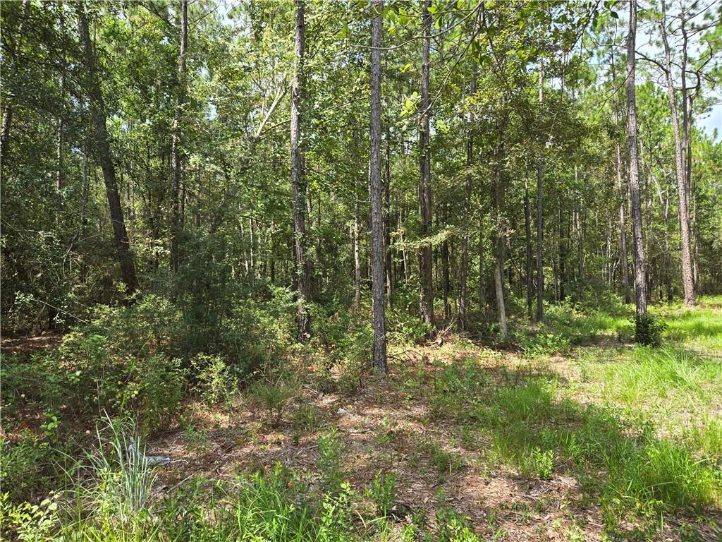 Fish Hatchery Road, Lacombe, Louisiana image 3
