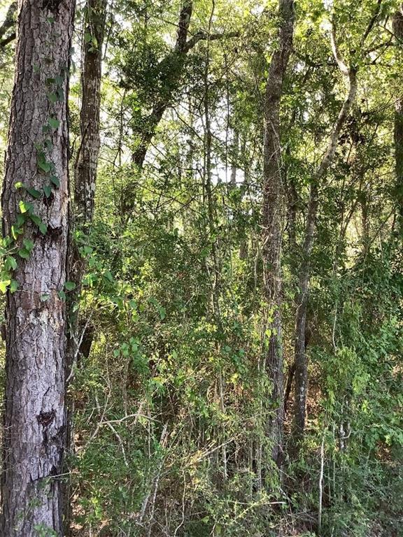 10 Acres John D Woods Road, Franklinton, Louisiana image 9