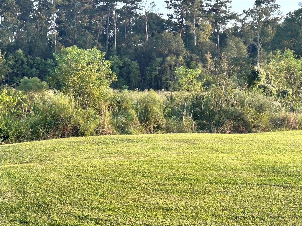 Prokop Road, Albany, Louisiana image 6