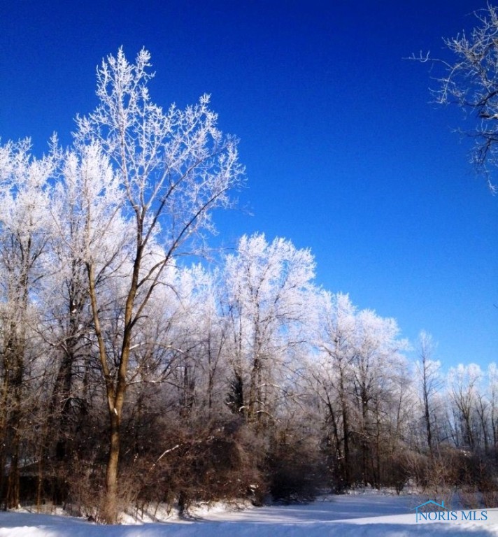 Spectacular winter beauty in Arlington Woods
