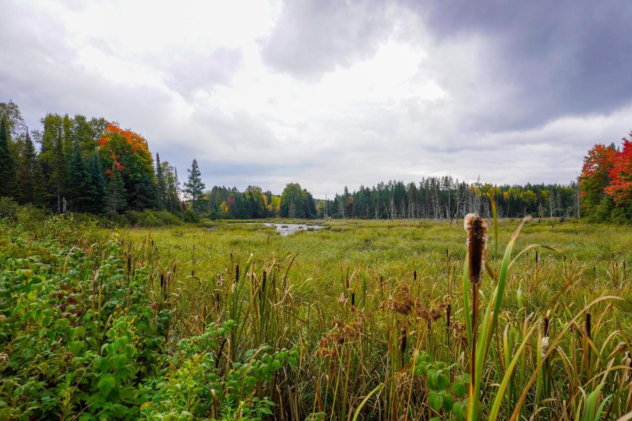 Undocumented Lake Property 9115 Cardinal Ln Photo 30