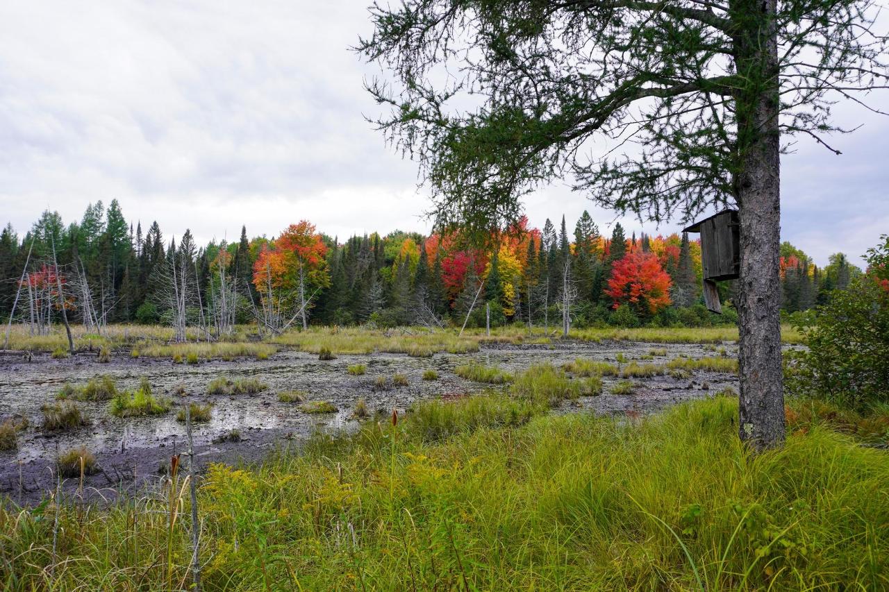 Undocumented Lake Property 9115 Cardinal Ln Photo 42