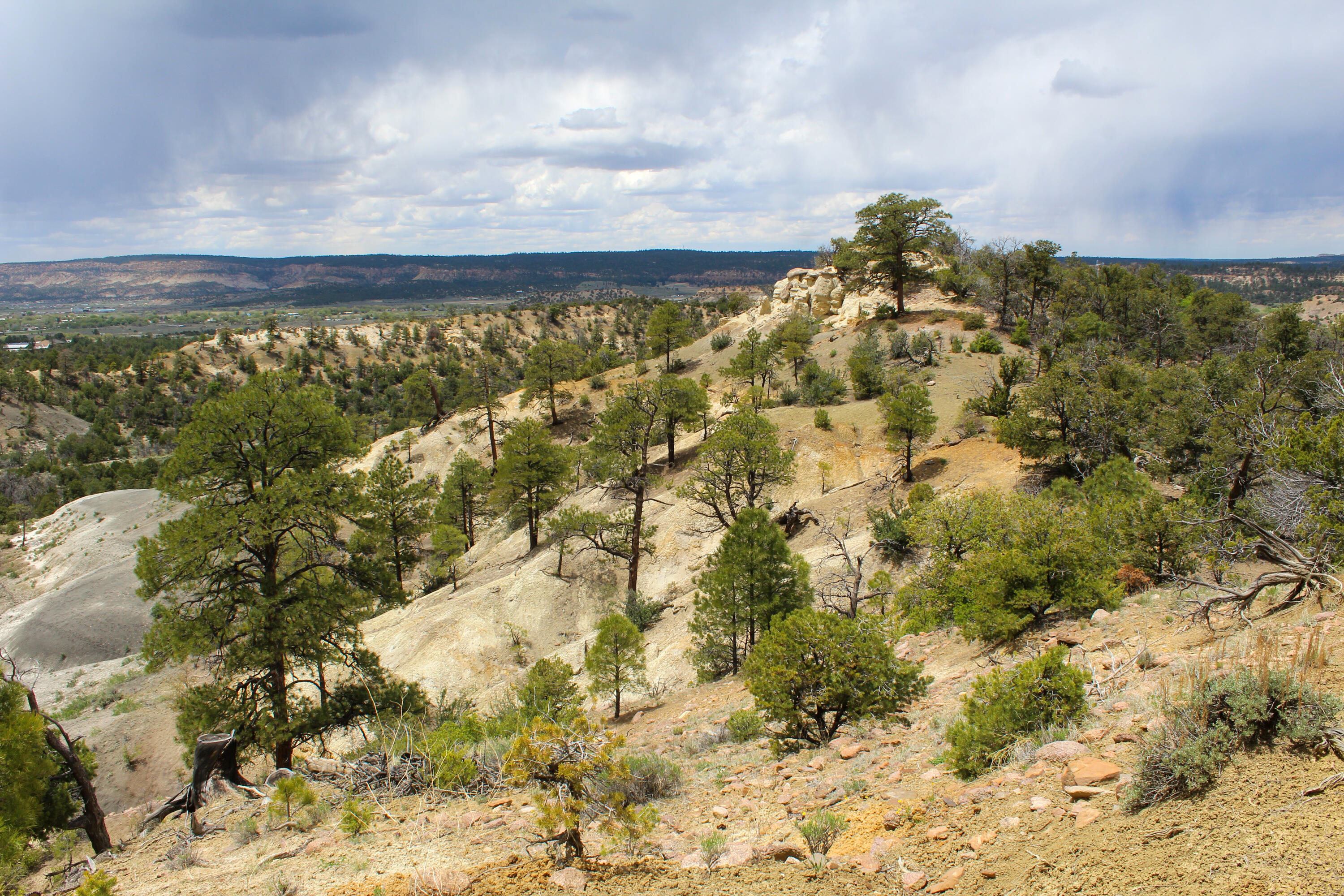 Homes for sale in Cuba, NM | Tbd 200 Vallecitos Road Road, Cuba, NM 87013 | MLS# 1063094
