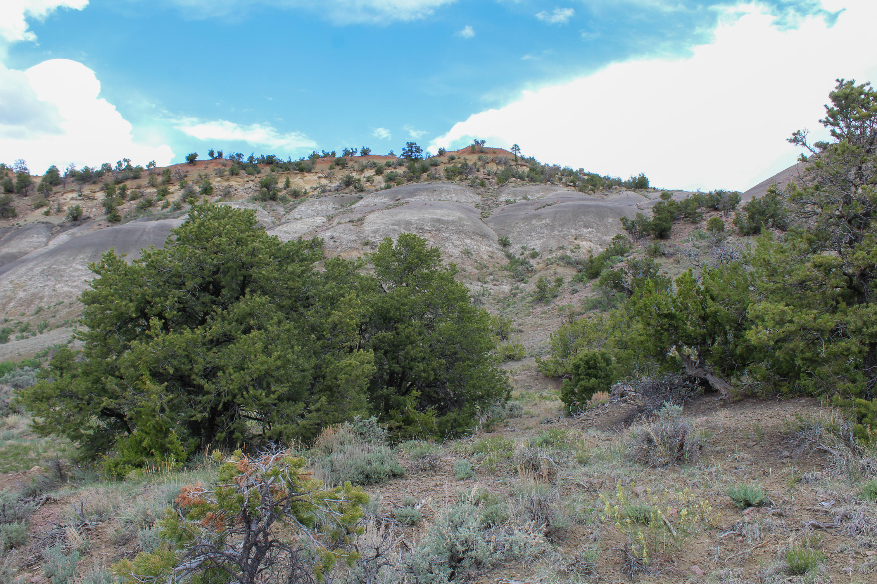 Homes for sale in Cuba, NM | Tbd 200 Vallecitos Road Road, Cuba, NM 87013 | MLS# 1063094