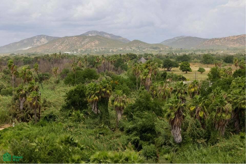 Flamboyan Condominiums PH 501/502/503, Avenida Centenario 1718 501/02/03, San José del Cabo Centro, Los Cabos, Baja California Sur