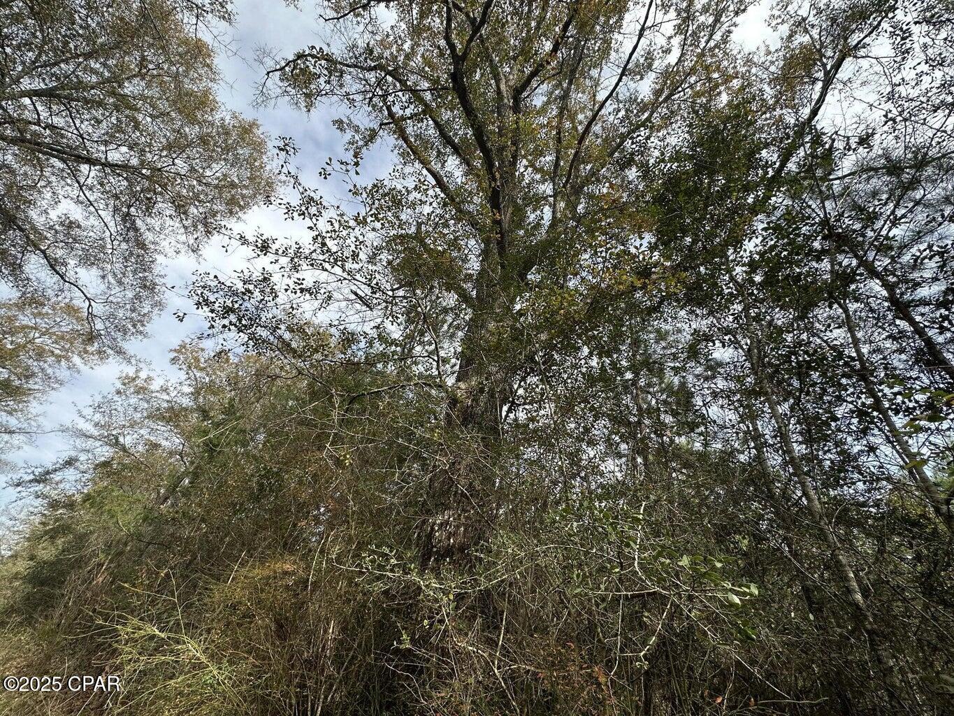 Tract#6301 W Love Road, Bonifay, Florida image 3