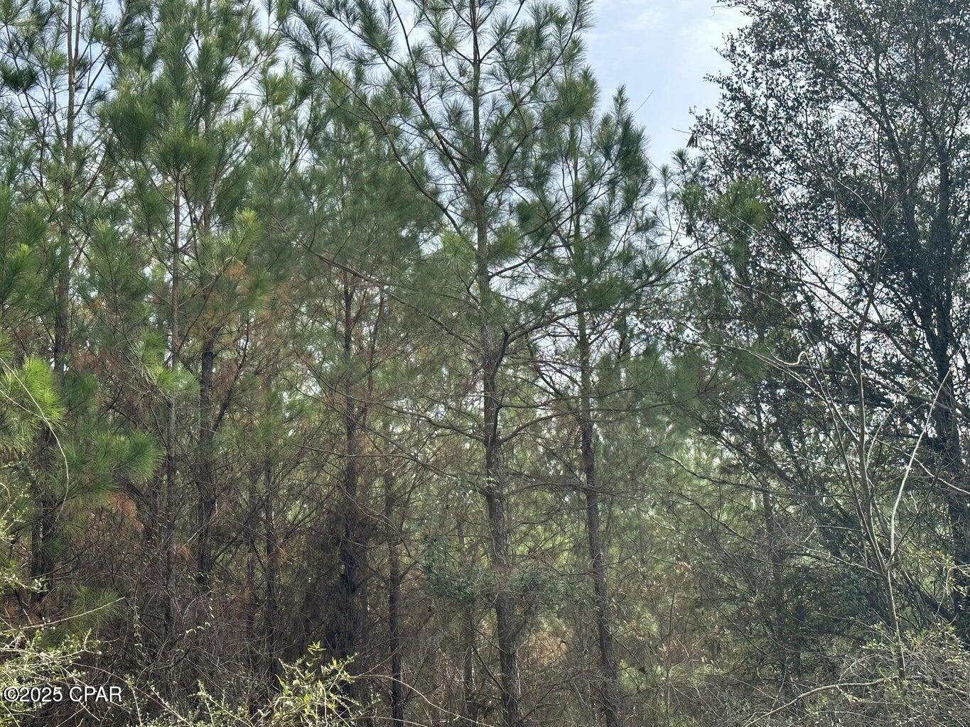Tract#6301 W Love Road, Bonifay, Florida image 4
