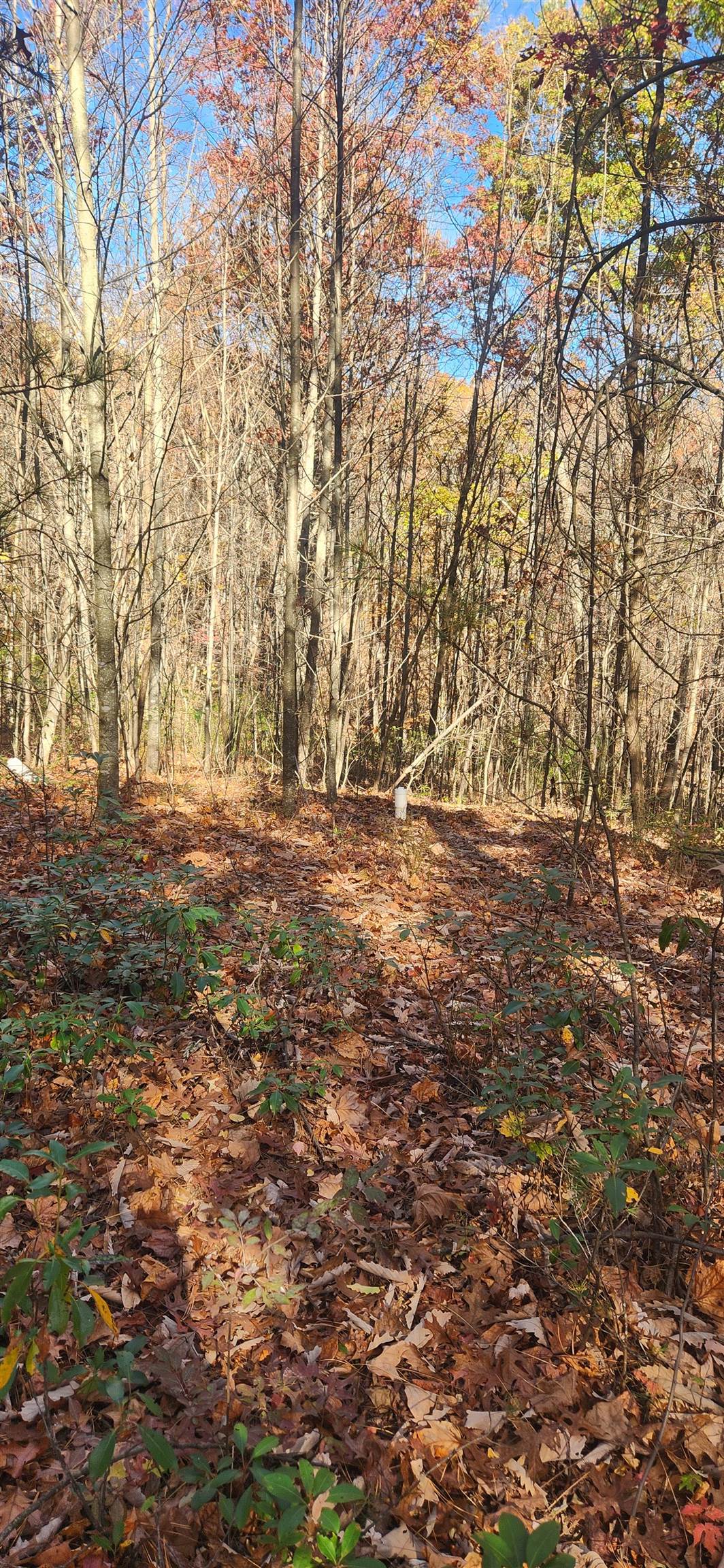 46 & 58 Howdyshell Ln