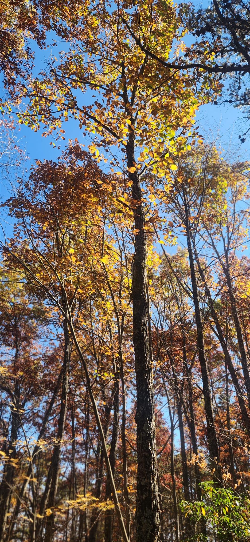 46 & 58 Howdyshell Ln