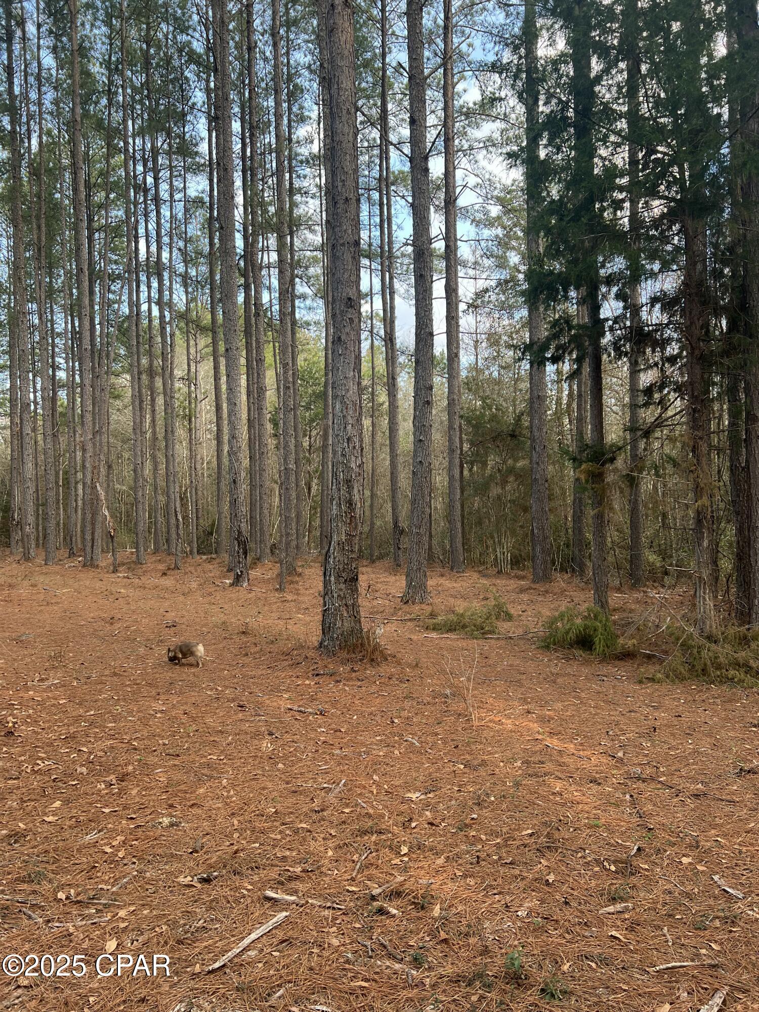 Image 19 For Tbd White Oak Lane