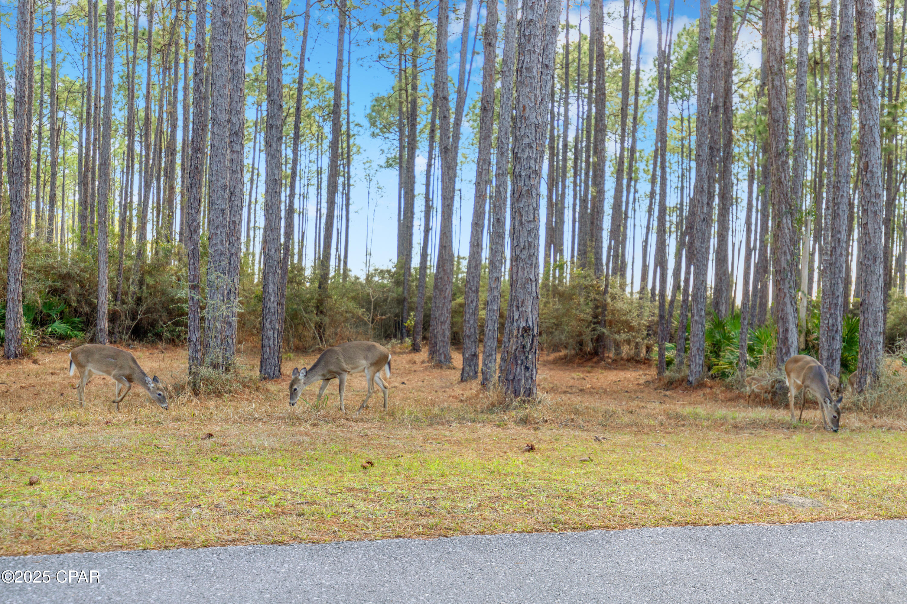 Image 48 For 6510 Sundew Marsh Trail Lot 61