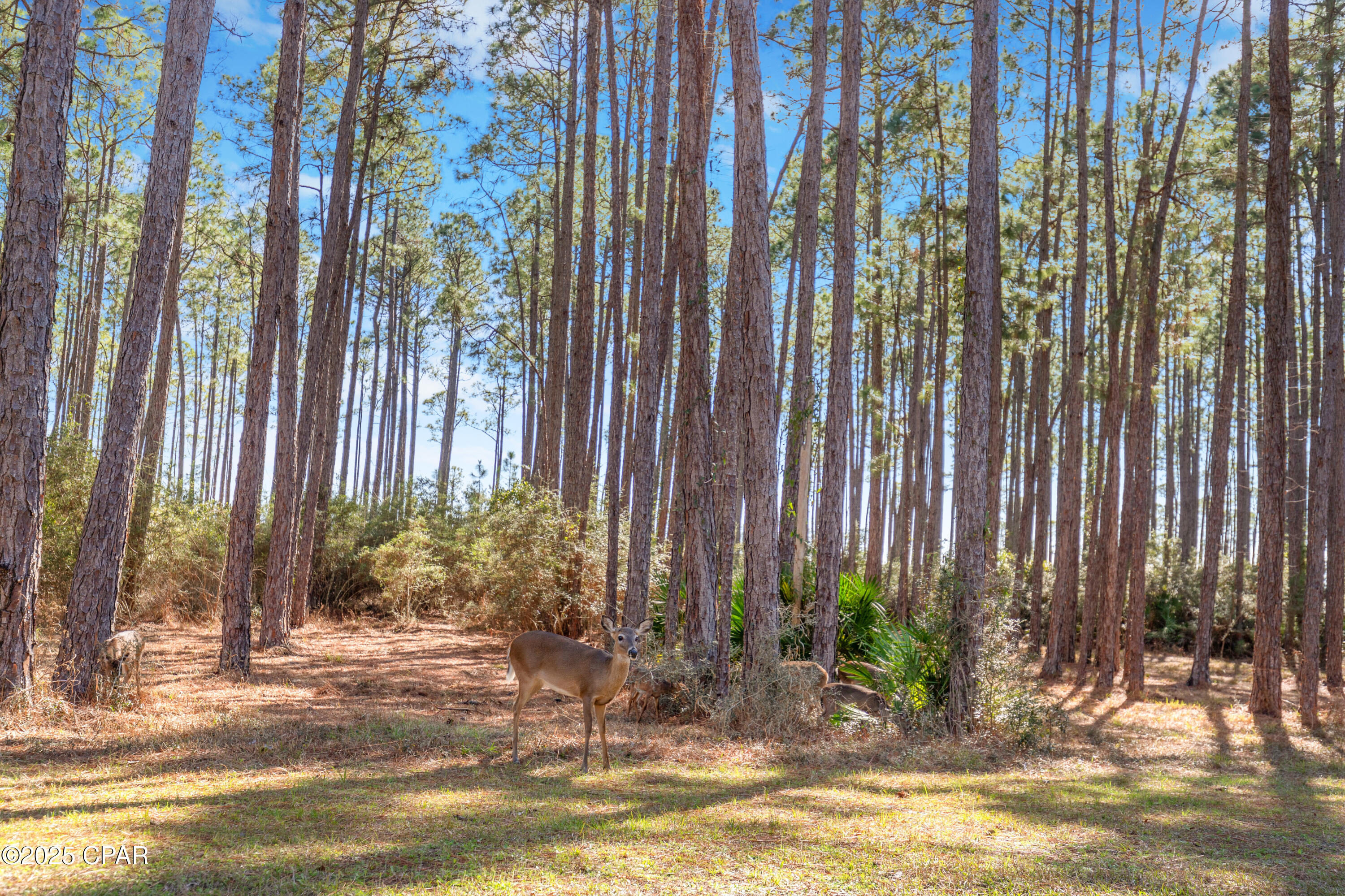 Image 51 For 6510 Sundew Marsh Trail Lot 61