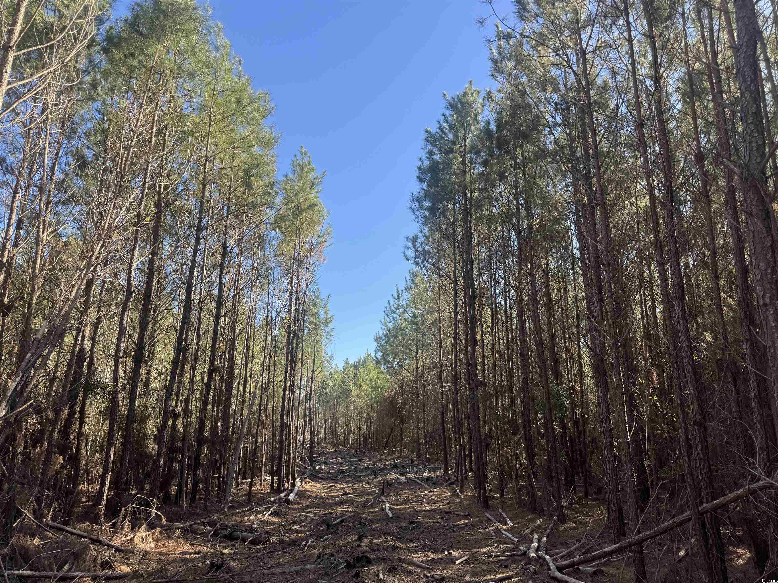 8862 Ware Dr. Nichols, SC 29581