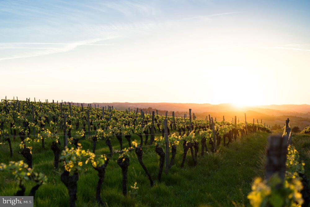 PRICE REDUCTION! OWNER FINANCING AVAILABLE! Opportunity for winery/agribusiness, family compound, and/or sub-division (potential for 5 lots). Become the owner of the oldest farm winery in Albemarle County, Virginia situated in the famous Monticello AVA. Wine Enthusiast magazine named Charlottesville and Monticello AVA as the Best Wine Region of the Year! Burnley Vineyards wines are produced exclusively from their 22-acre vineyard planted in 1977 and have been carefully cared for ever since by the owners. This winery once boasted high revenue growth, but over time, the owners have slowed down and now, want to retire. The property has beautiful views of the Blue Ridge Mountain and Southwest Mountains and is a short distance from Washington, D.C, Northern VA, and Maryland. The owners have set up a perfect foundation for the next owner to build upon. The offering consists of three parcels spanning over 26 acres of vineyards, rolling hills, woodlands, and open land. This property is unique as there are three homes situated throughout this pretty landscape. The owner's house (1932 sf) is a three-story home with three bedrooms and three bathrooms, fireplace, nice large deck, and conveniently situated in the woodlands near the winery. The