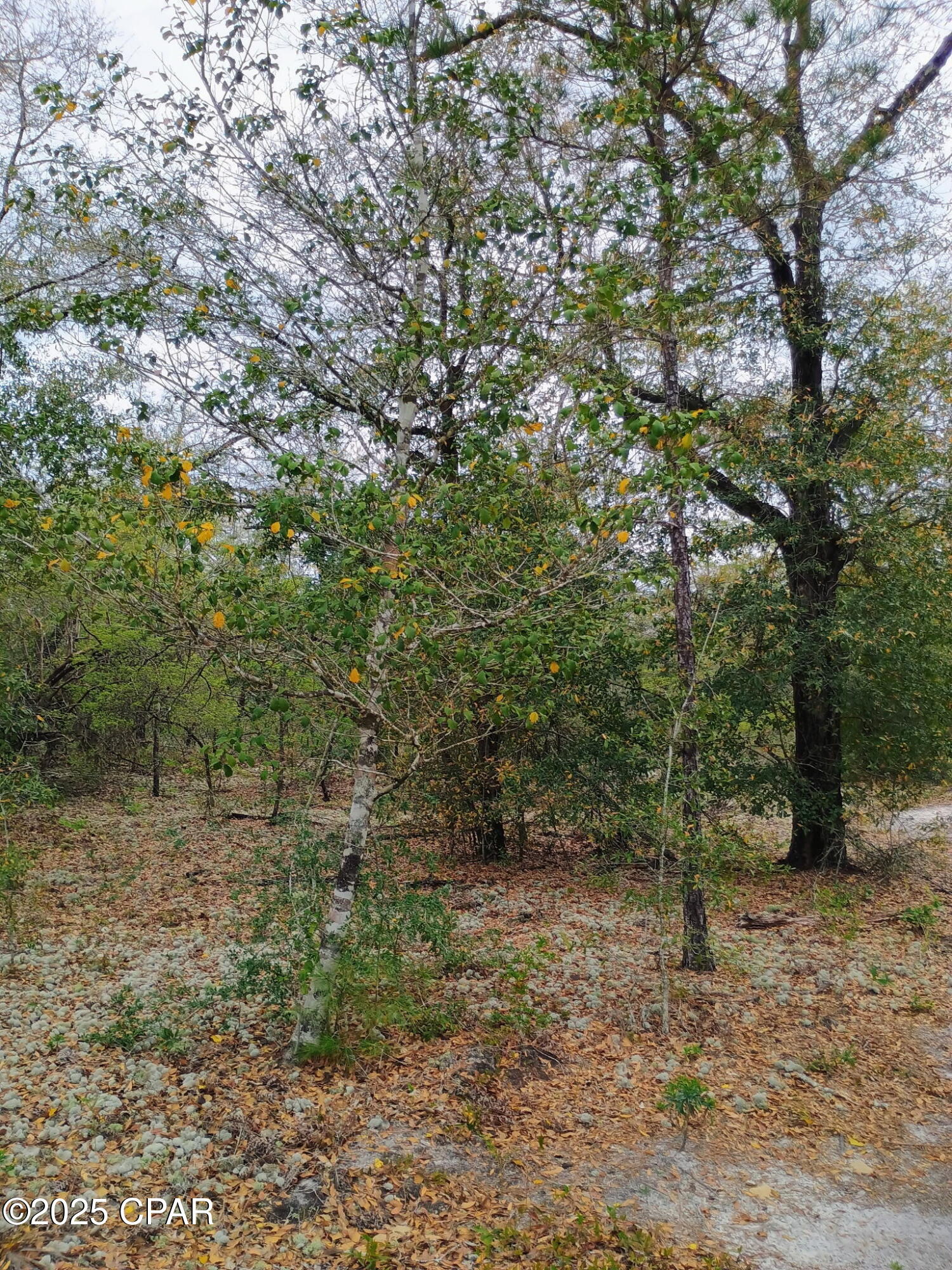 Image 9 For 000 Dickerson Road