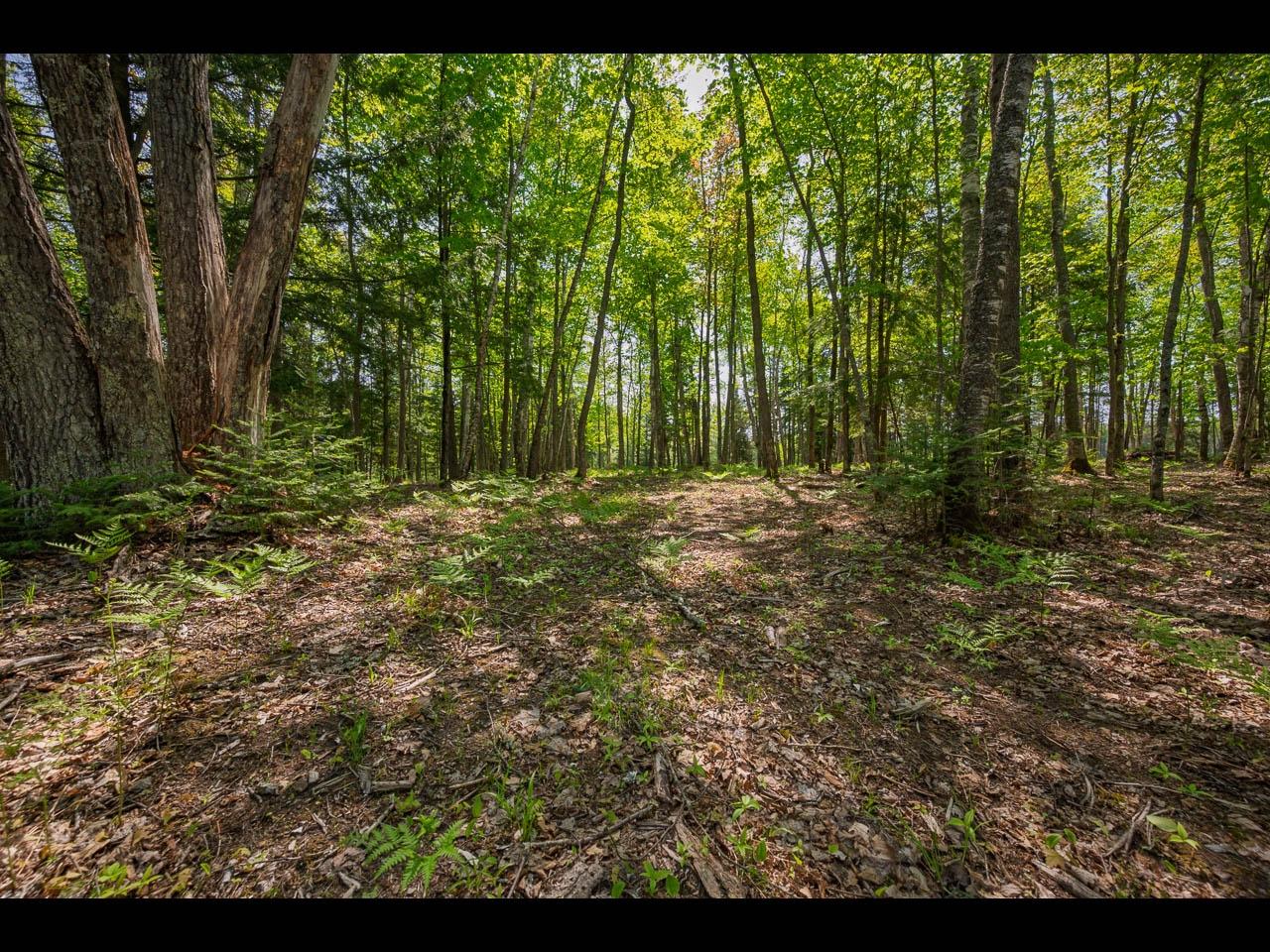 Clearwater Lake Property Lot 12 Kinderhook Tr Photo 3