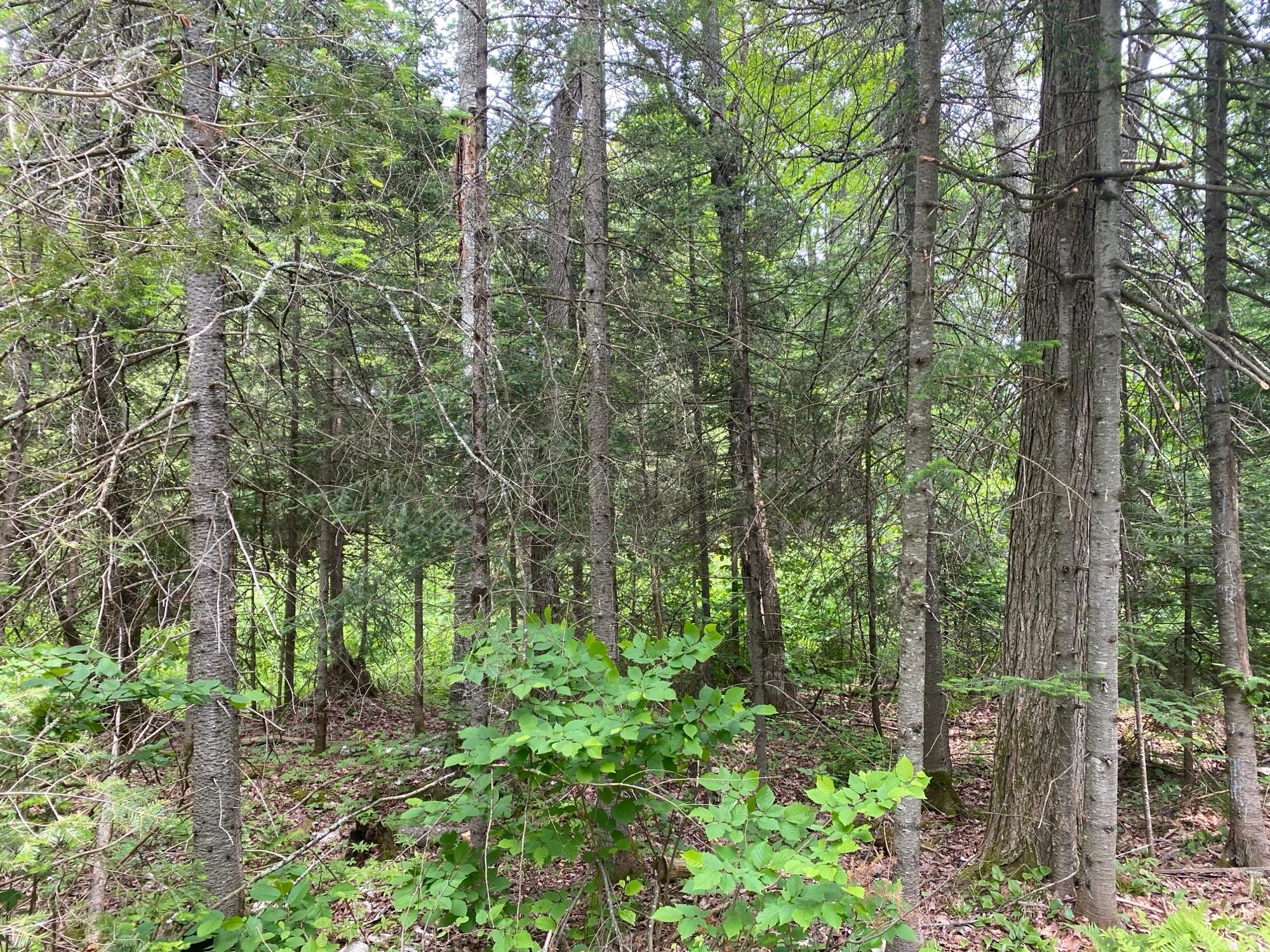 Oxbow Lake Property LOT Hiawatha Shores Rd Photo 4