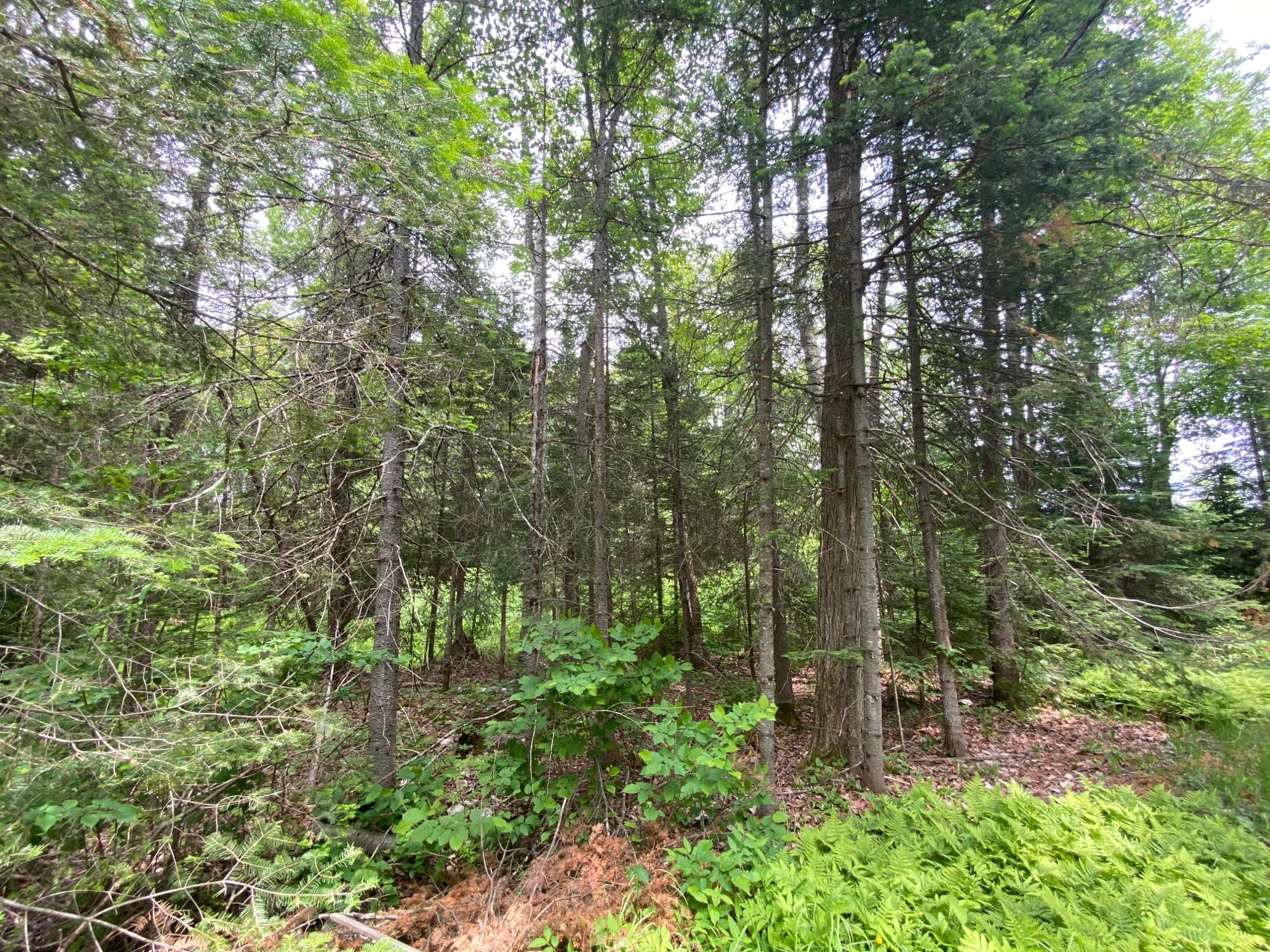 Oxbow Lake Property LOT Hiawatha Shores Rd Photo 5