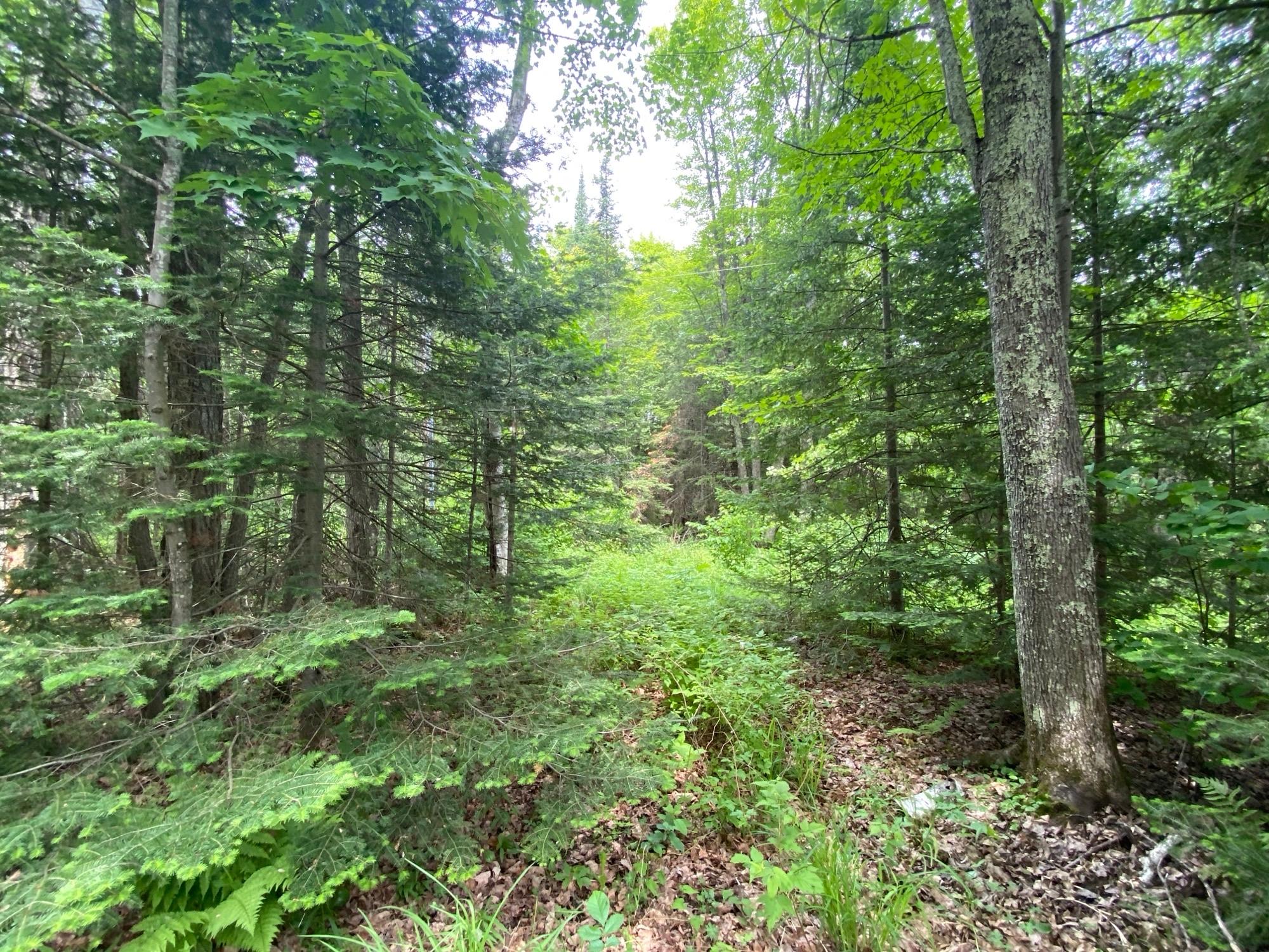 Oxbow Lake Property LOT Hiawatha Shores Rd Photo 6