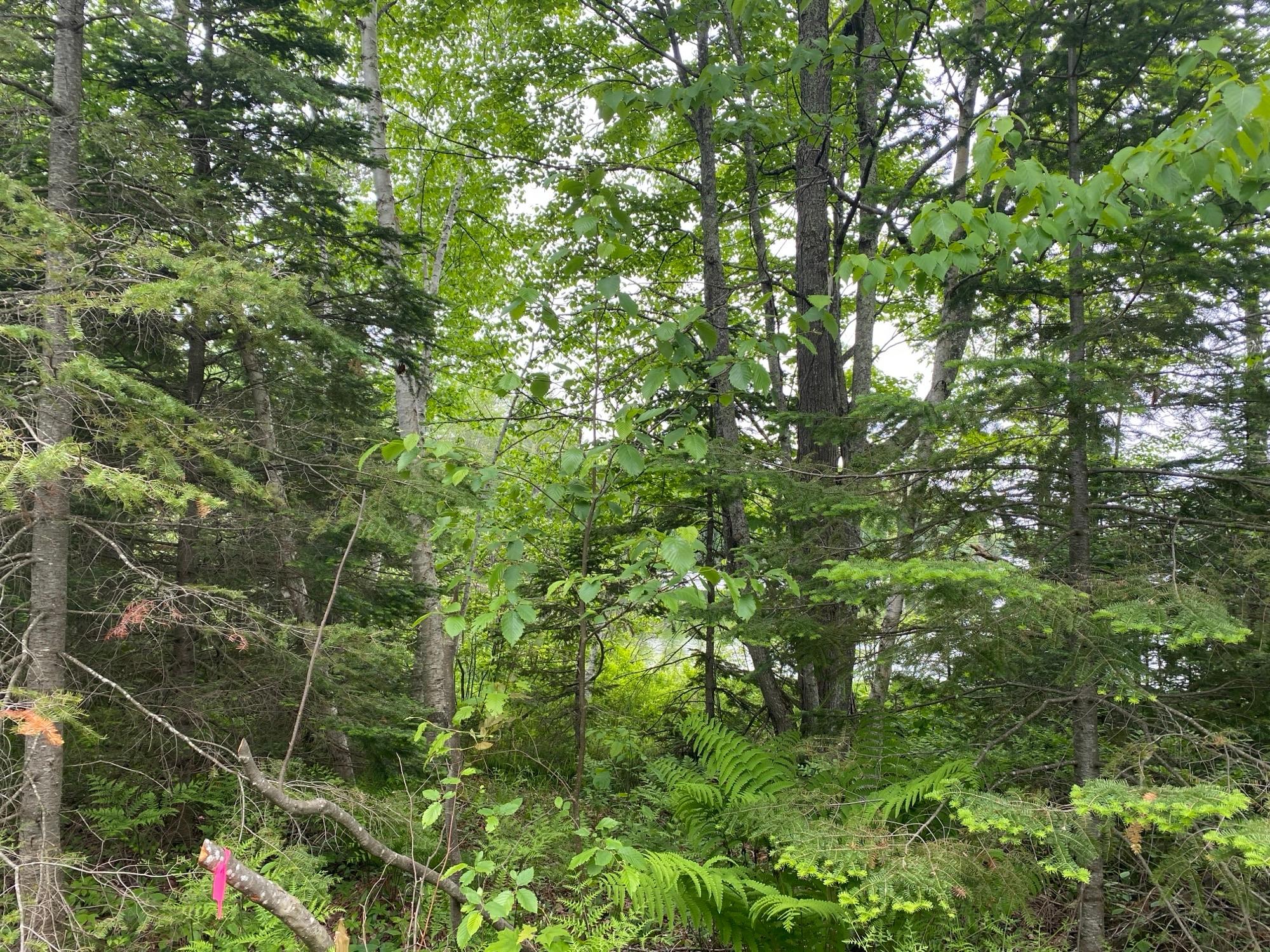 Oxbow Lake Property LOT Hiawatha Shores Rd Photo 8