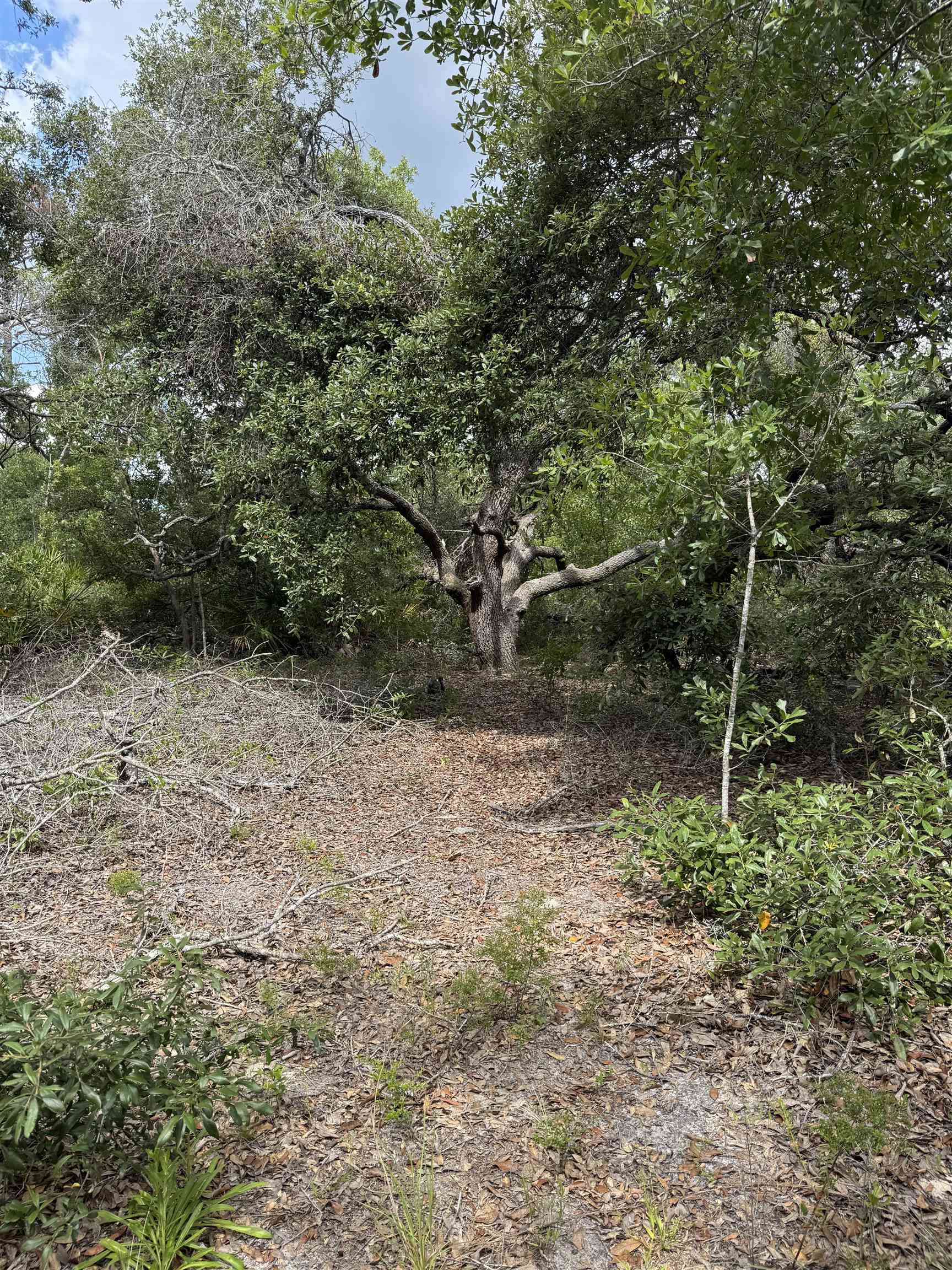 TBD Breeze Drive, Perry, Florida image 4