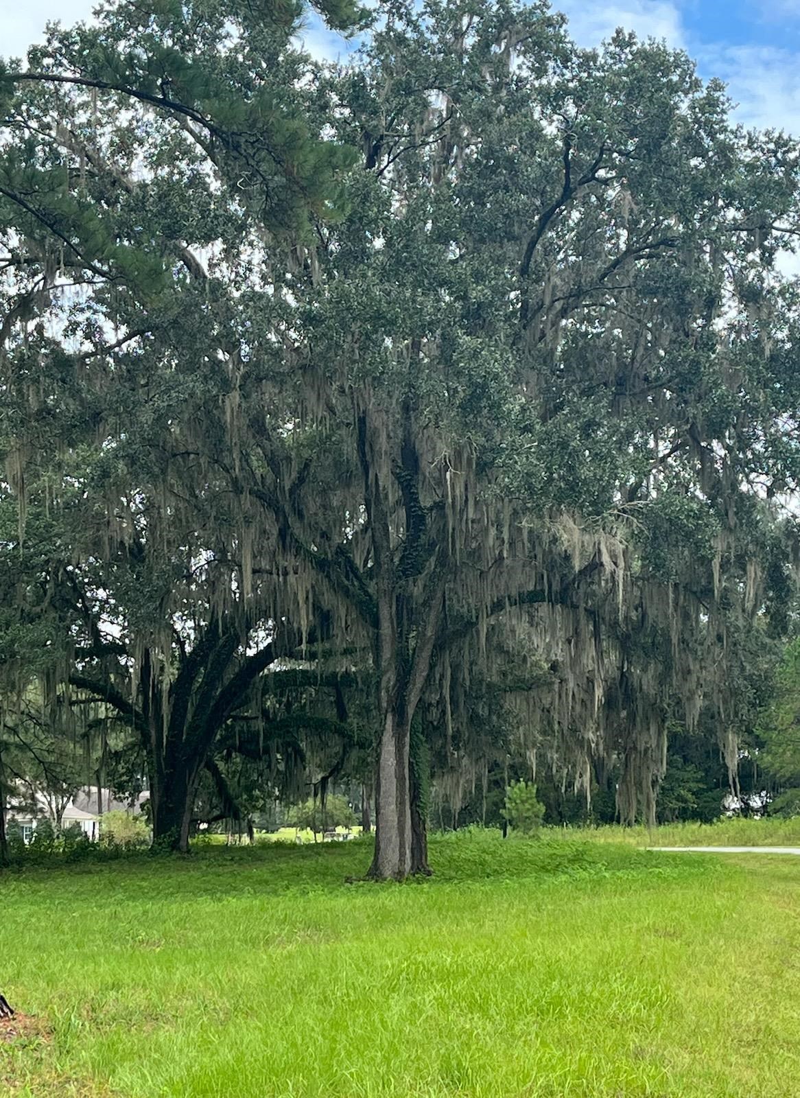 Lot 4 Pine Fair Way, Tallahassee, Texas image 2