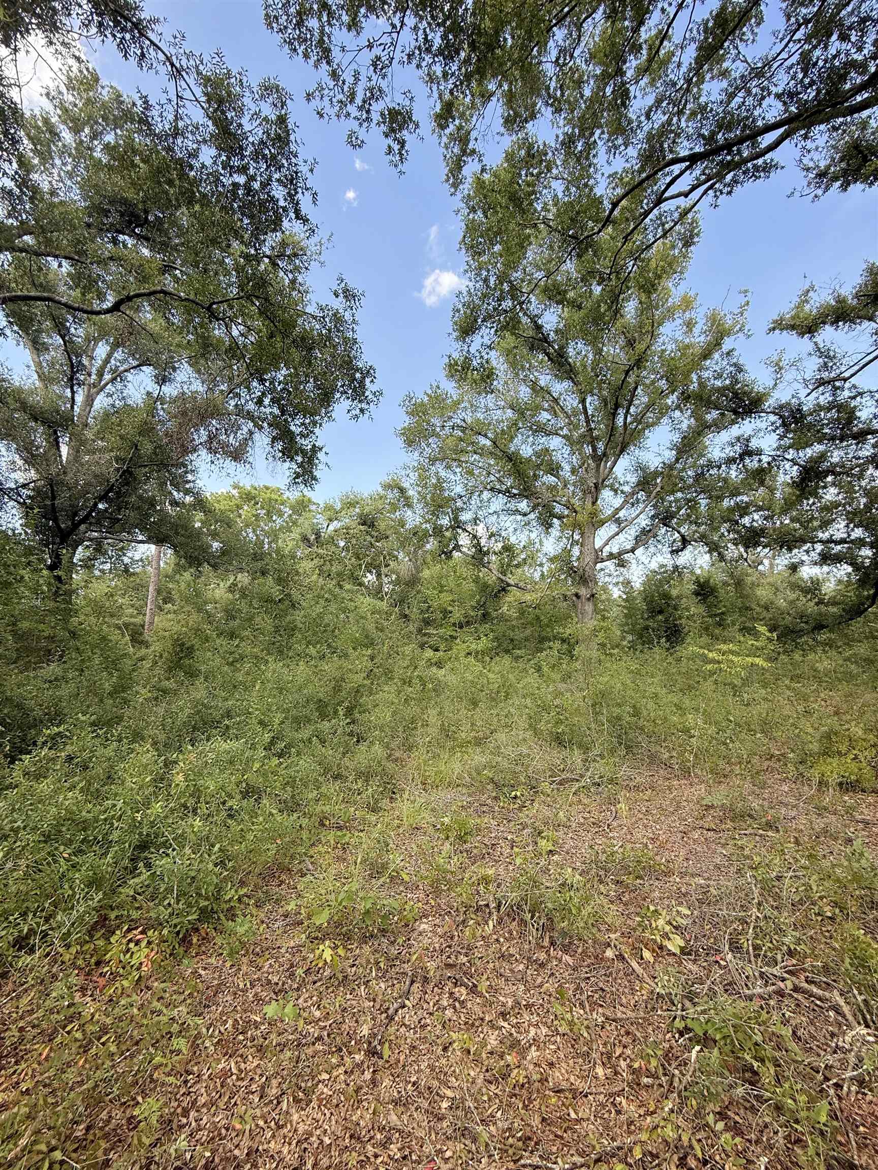 000 68th Street, Live Oak, Florida image 1
