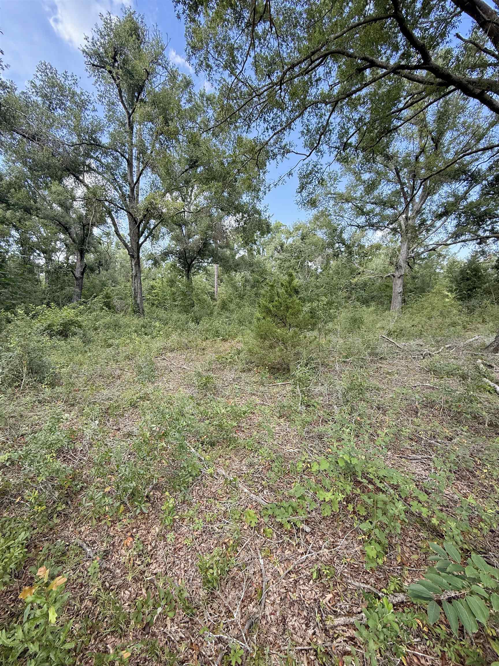 000 68th Street, Live Oak, Florida image 2