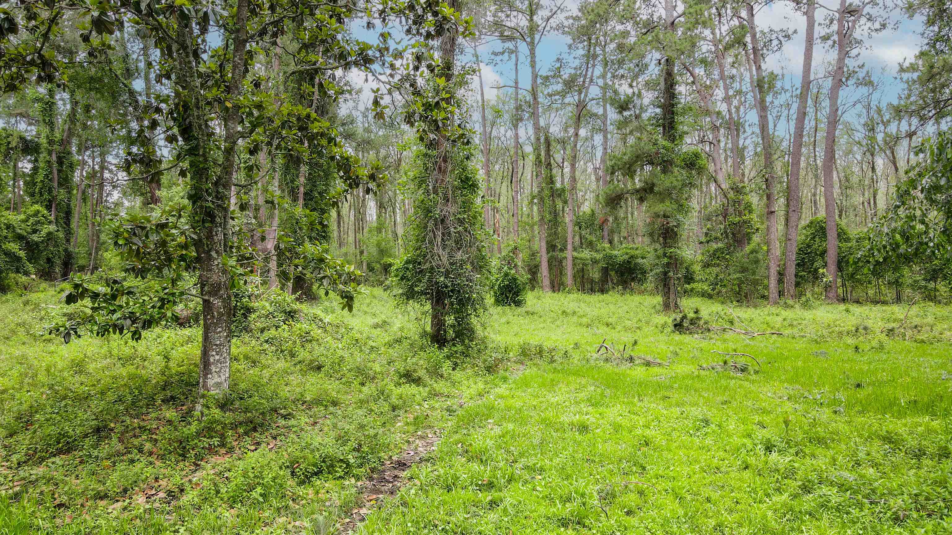 TBD NW Hawks Ave Avenue, Greenville, Florida image 16
