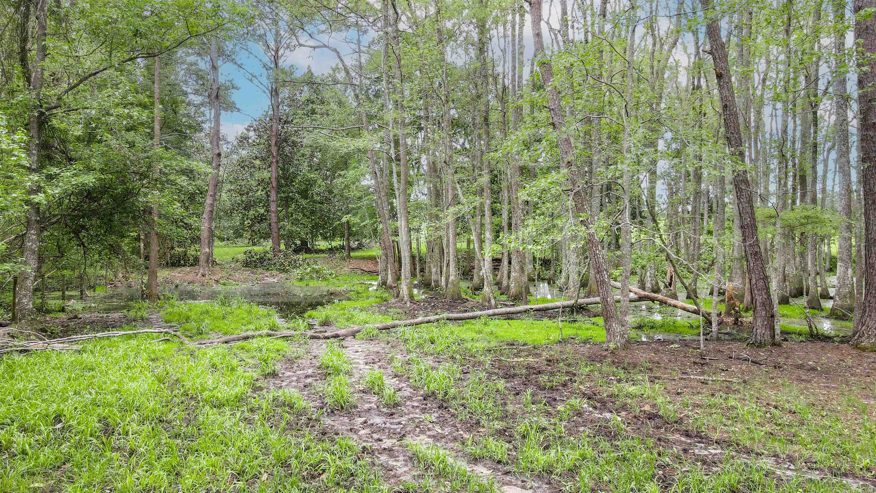 TBD NW Hawks Ave Avenue, Greenville, Florida image 18