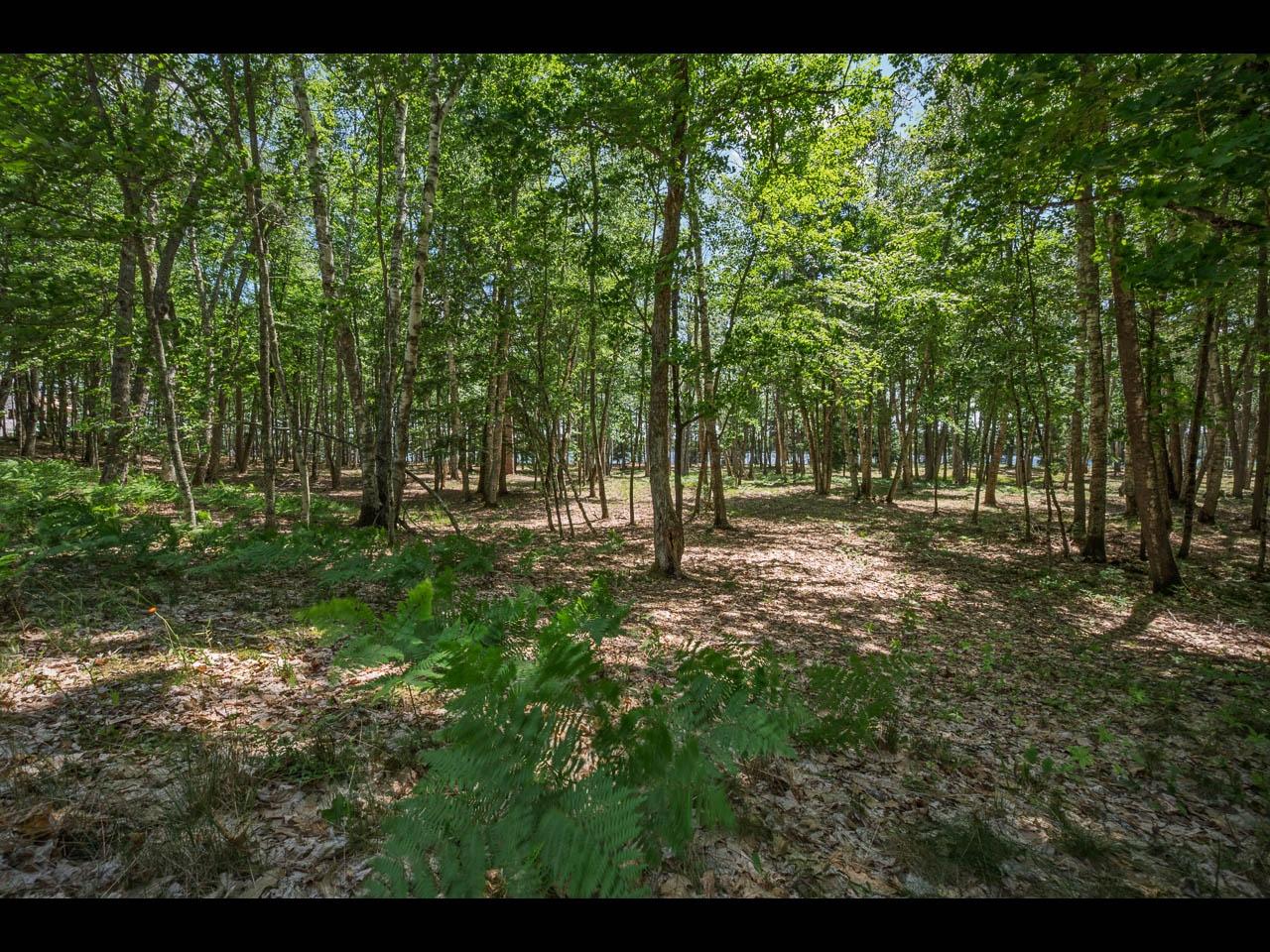 Clearwater Lake Property 142-144 Kindling Pt Photo 21