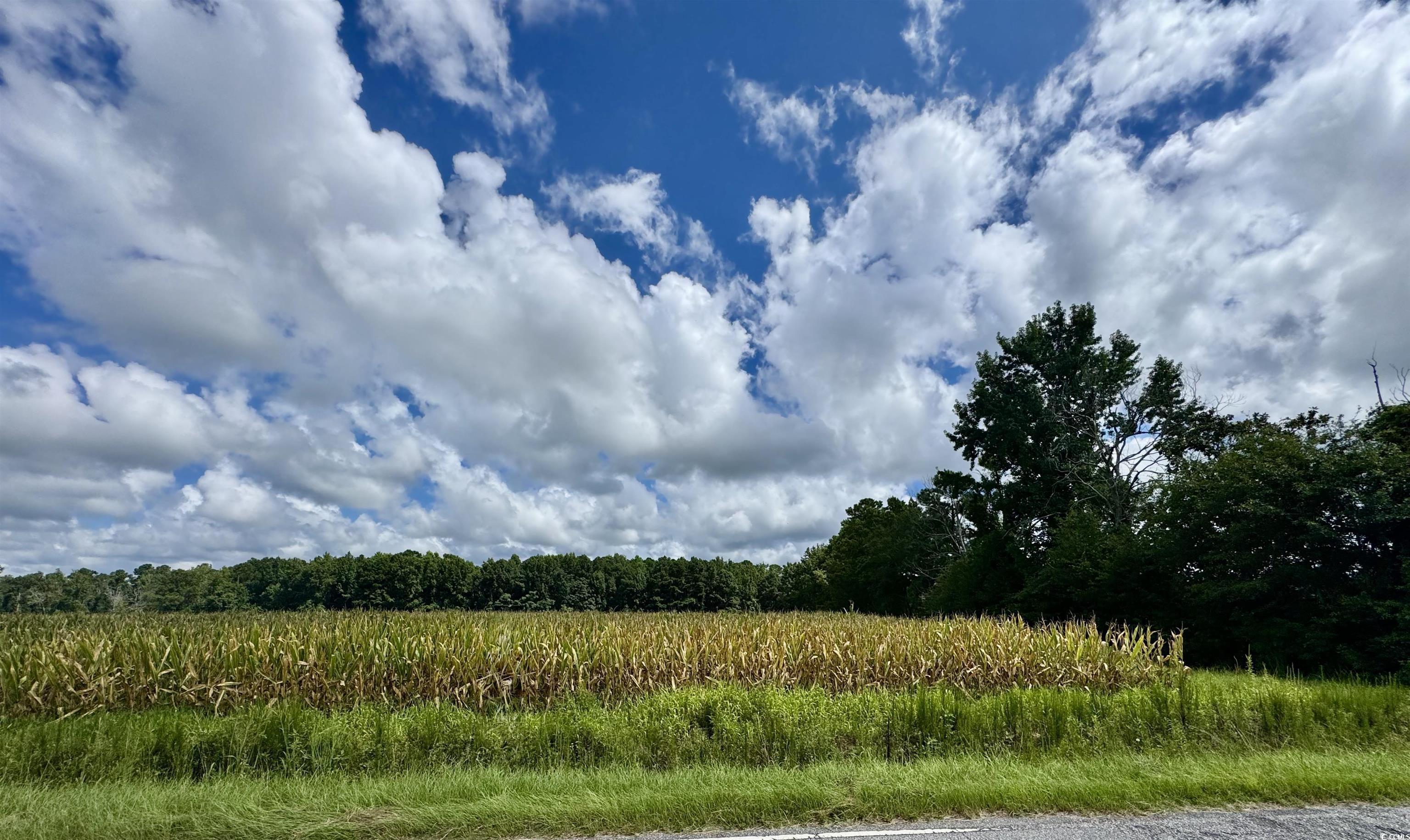 TBD Pearl Rd. Galivants Ferry, SC 29544
