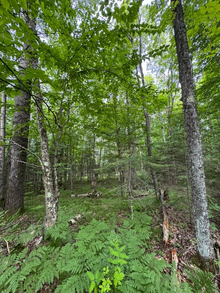 Stateline Lake Property Lot 2 Benson Rd Photo 4