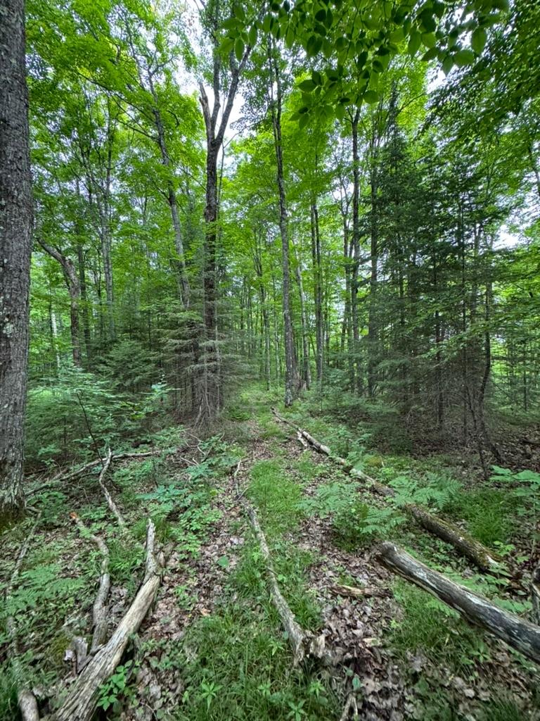 Stateline Lake Property Lot 2 Benson Rd Photo 5