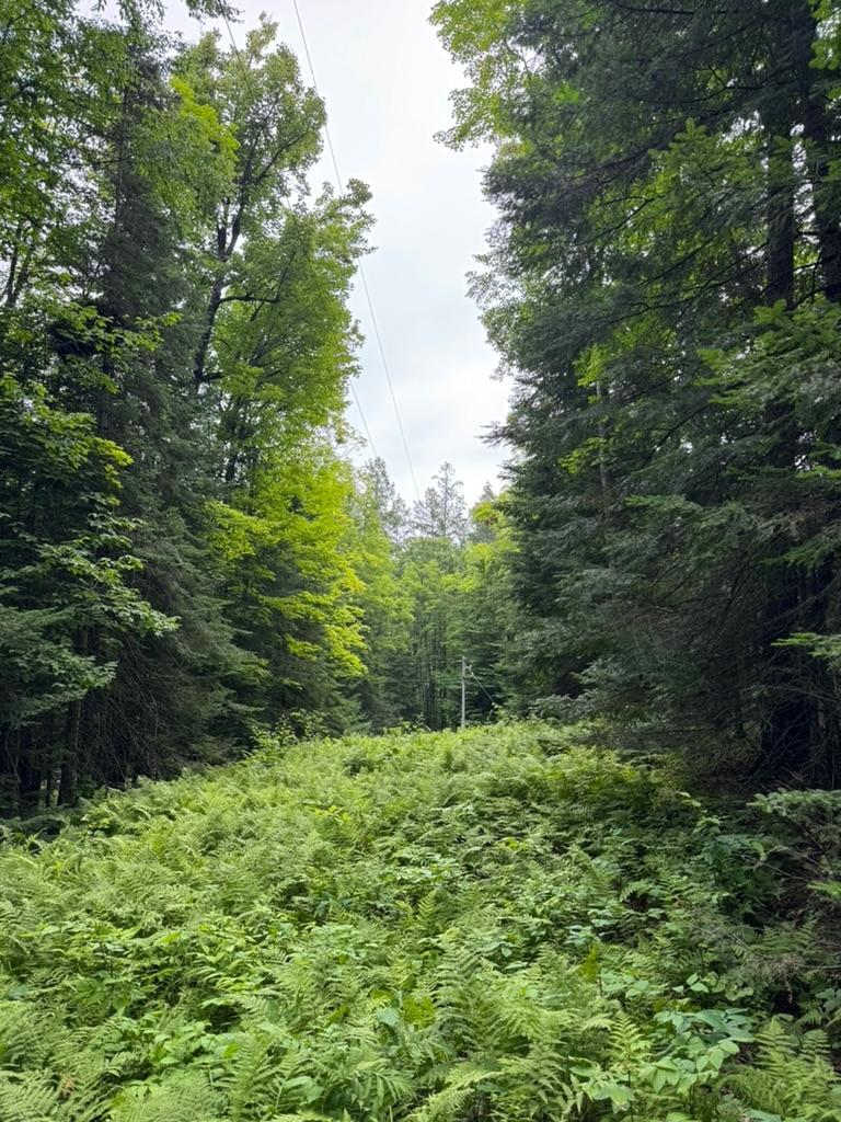 Stateline Lake Property Lot 2 Benson Rd Photo 8