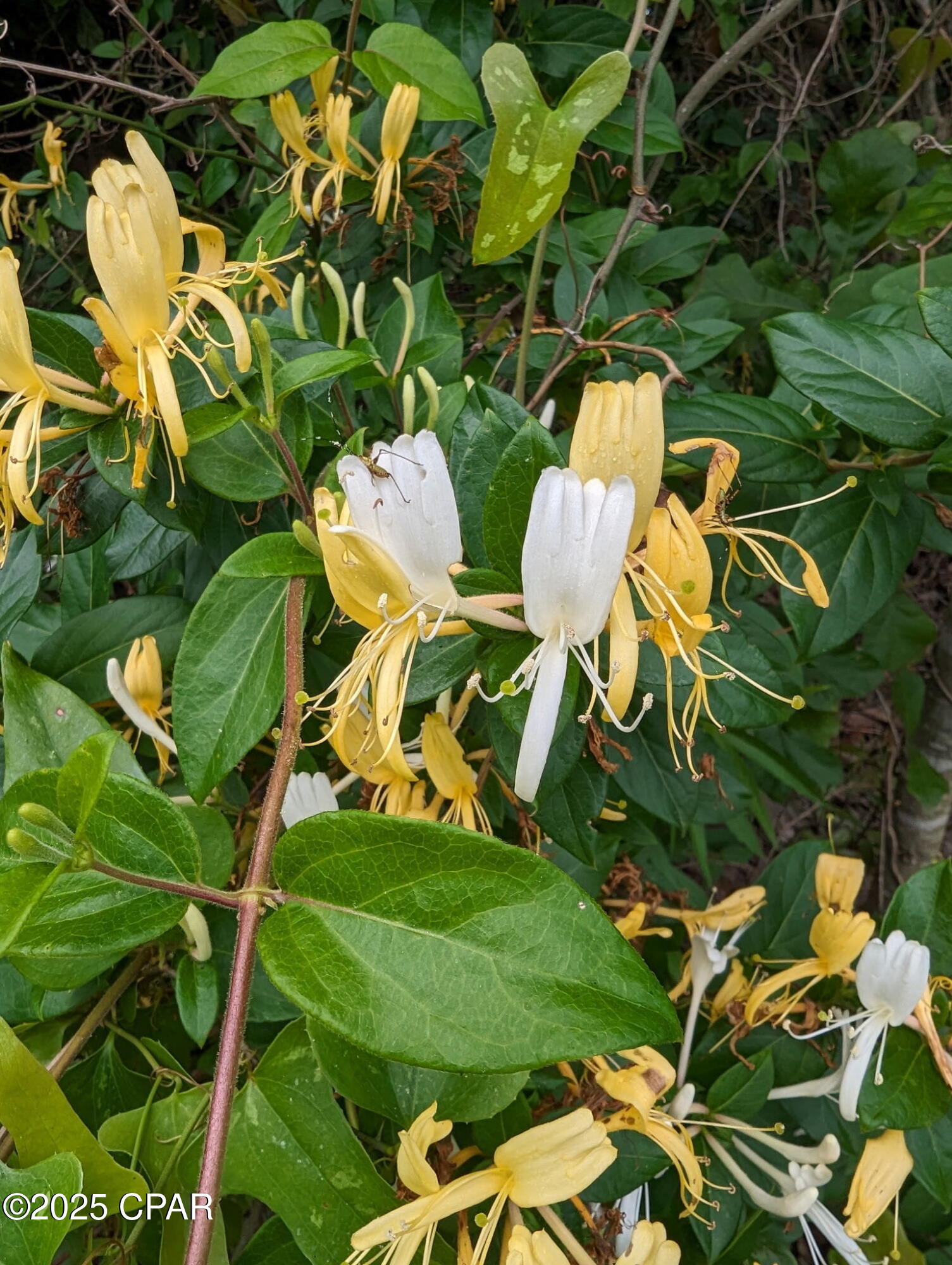 _ii4hhiia3z36l3cuzkaa3vvuh4zgsejbrr9zfp2 Ie