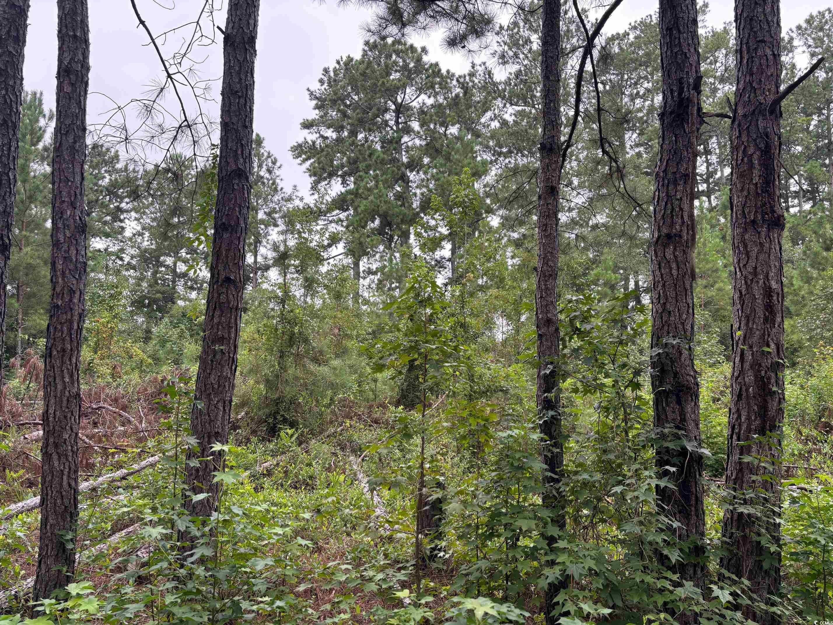 Lot 11-D McGregor St. Lake City, SC 29560