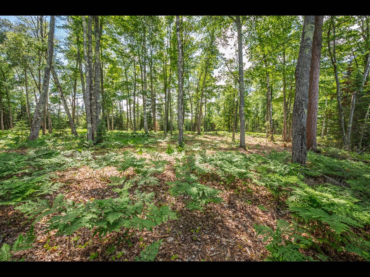Clearwater Lake Property Lot 164 Clearwater Lake Tr Photo 10
