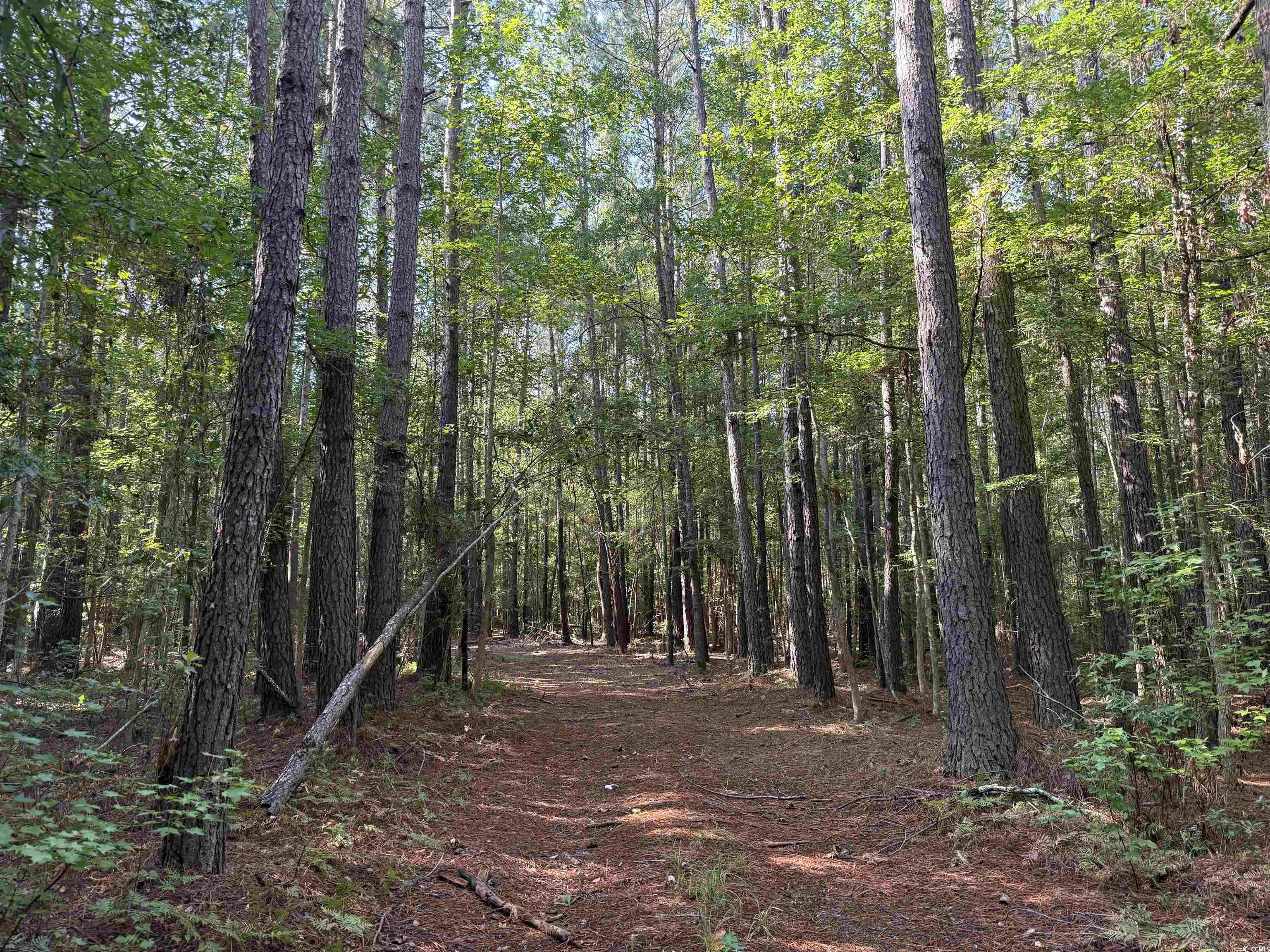 33.5 Acres Union Church Rd. Salters, SC 29590