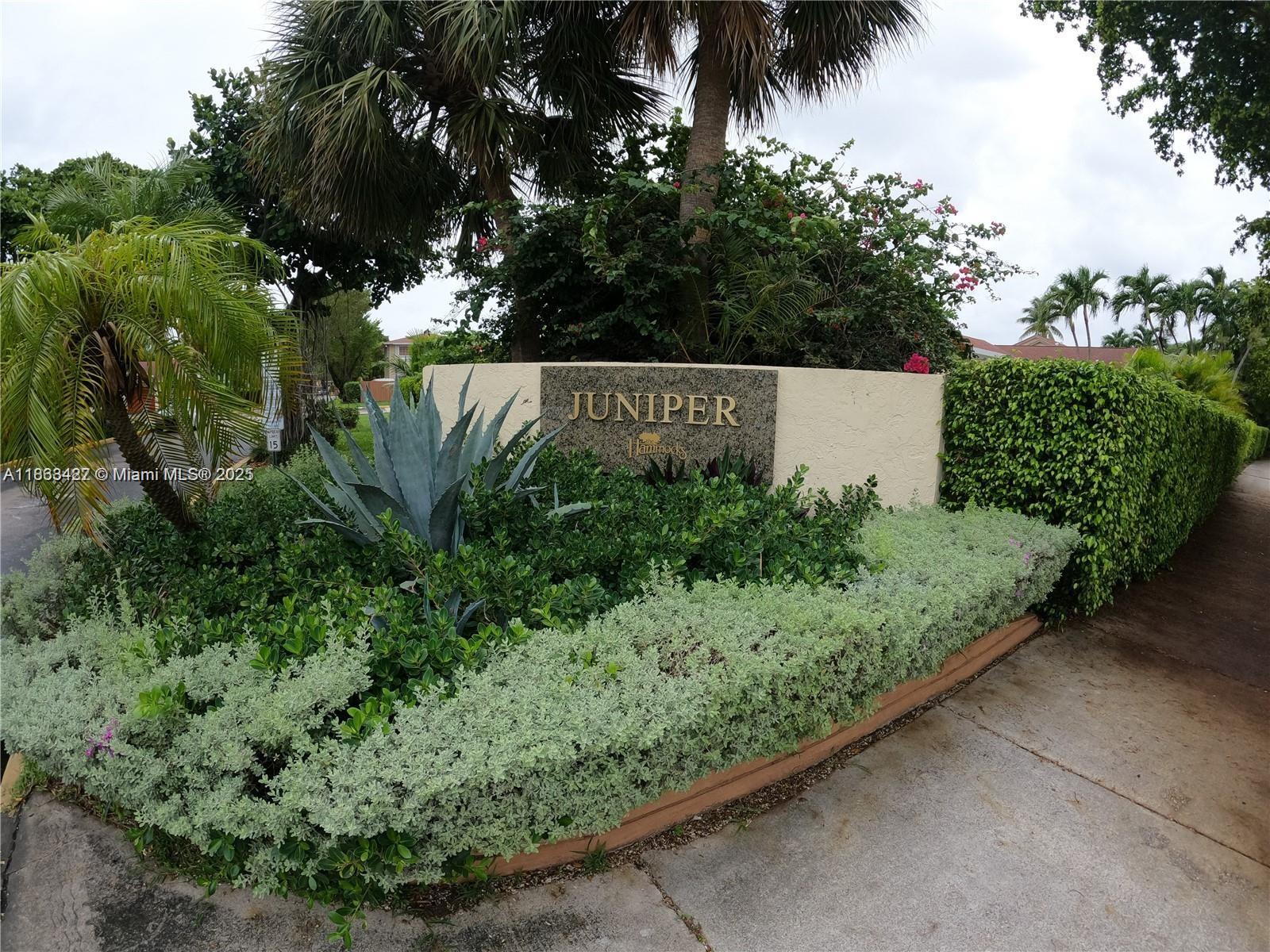 Juniper At The Hammocks