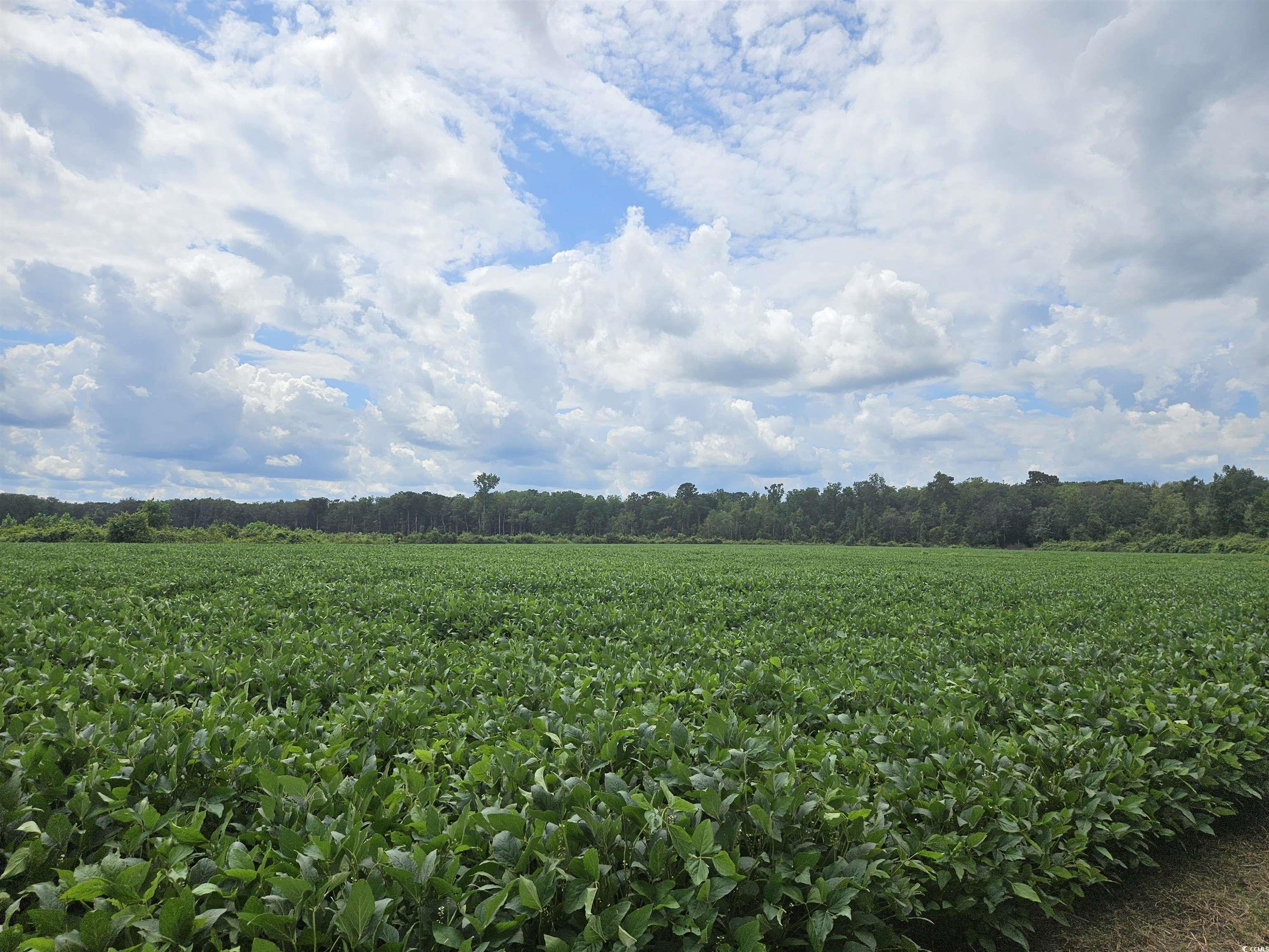 56.3AC Farguson Rd. Nichols, SC 29581