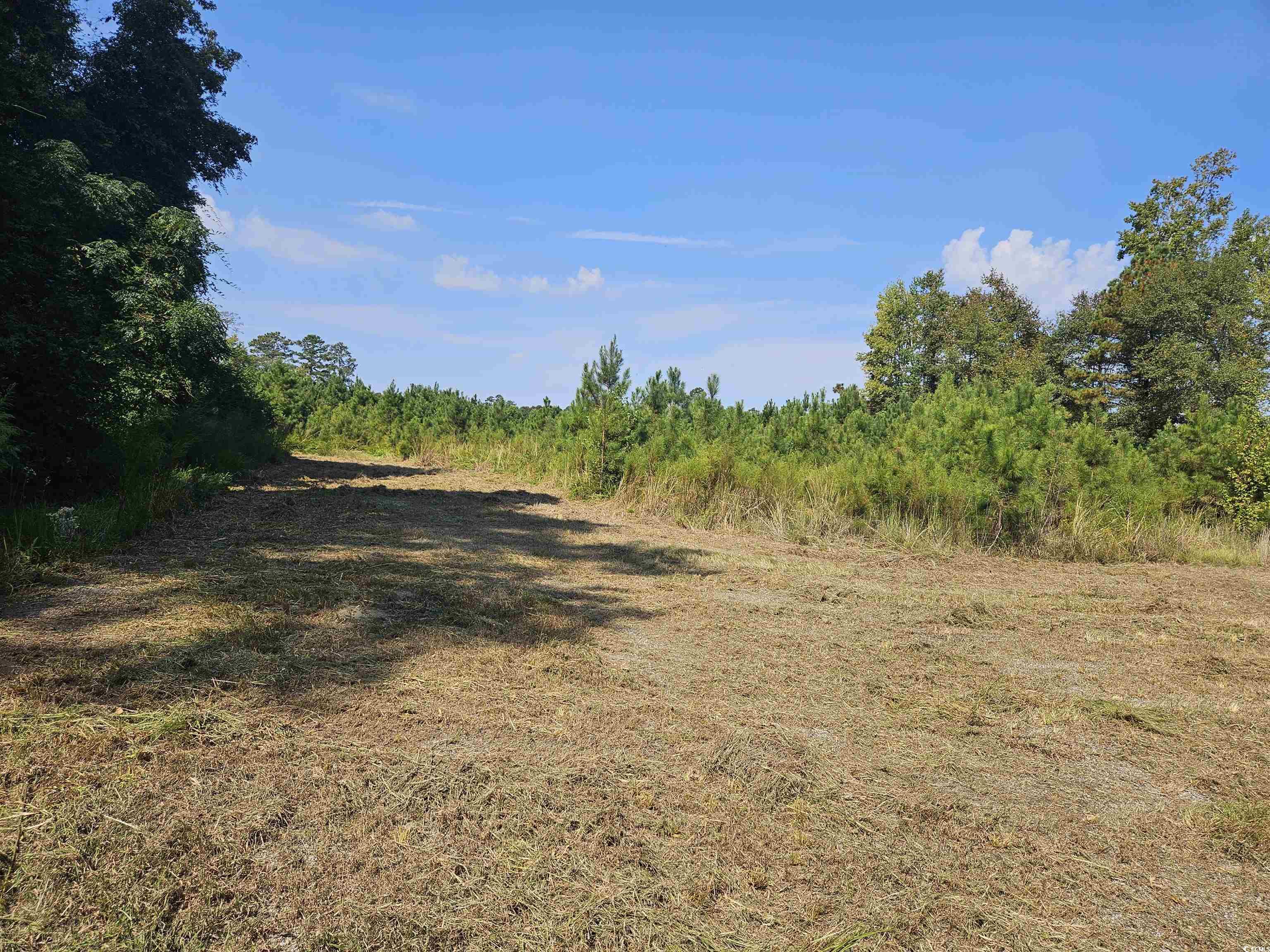 109 Acres Trifalia Rd. Scranton, SC 29591