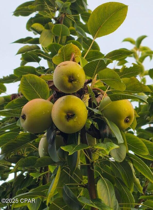 Image 53 For 6940 Yellow Bluff Road