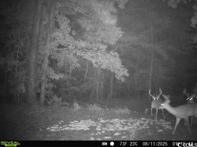 Homes for sale in Andrews, SC | 1457 Birch Creek Rd, Andrews, SC 29510 | MLS# 2522707